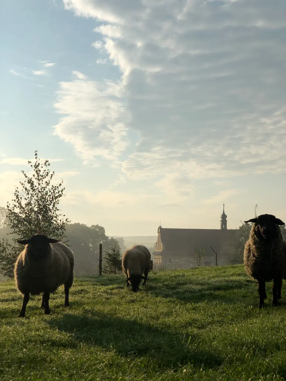 Ranní mlha nad loukou s kostelem sv. Jakuba v pozadí